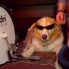 DogPlaysDrums