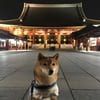 KOBE INU