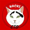 Hachi The Cat