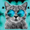 Cat wif sunglasses