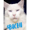 Bichi Blue Cat