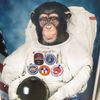 AstroChimp