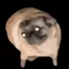 PUGDOG