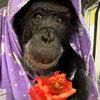 Tonka the Chimp