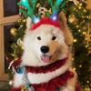 No.1 Tiktok Santa Dog