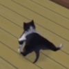 breakdancing sims cat